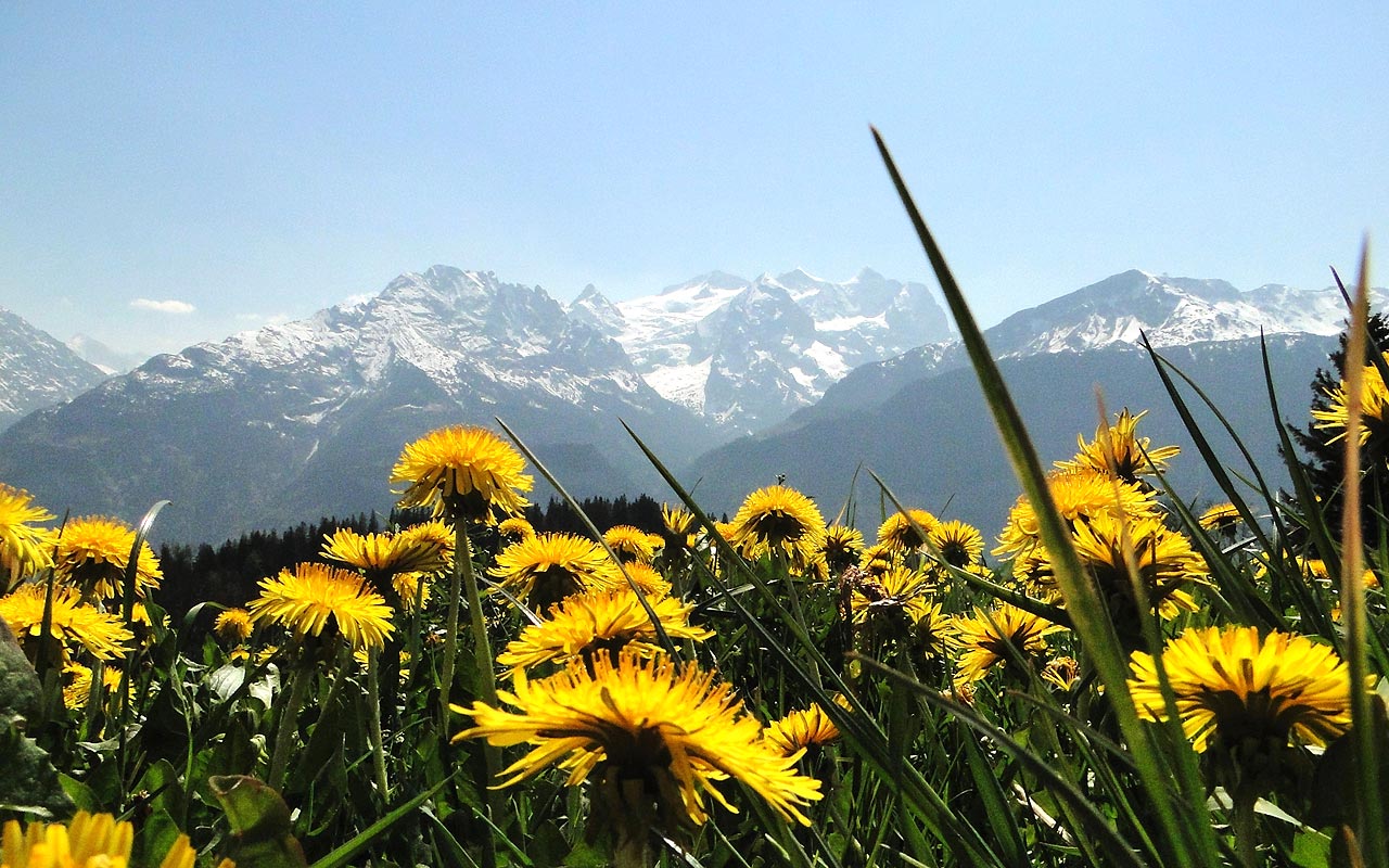 Wandern Berner Oberland, Wetterhorn mit Löwenzahn