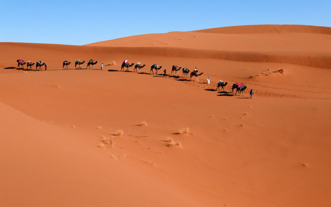 Trekking. Die Wüste lebt – und wie
