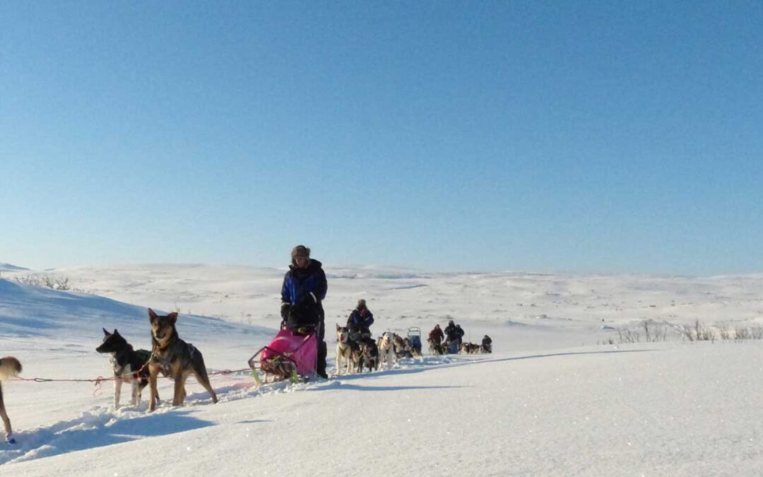 Lappland Huskysafari mit Polarlicht – Programm 2022