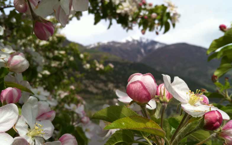Wandern Fruehling Apfelblüten