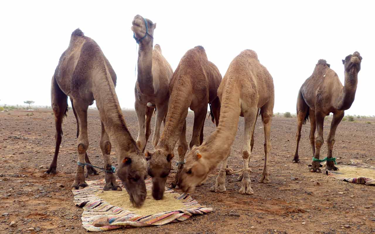 Wandern Wüste Marokkos. Kamele