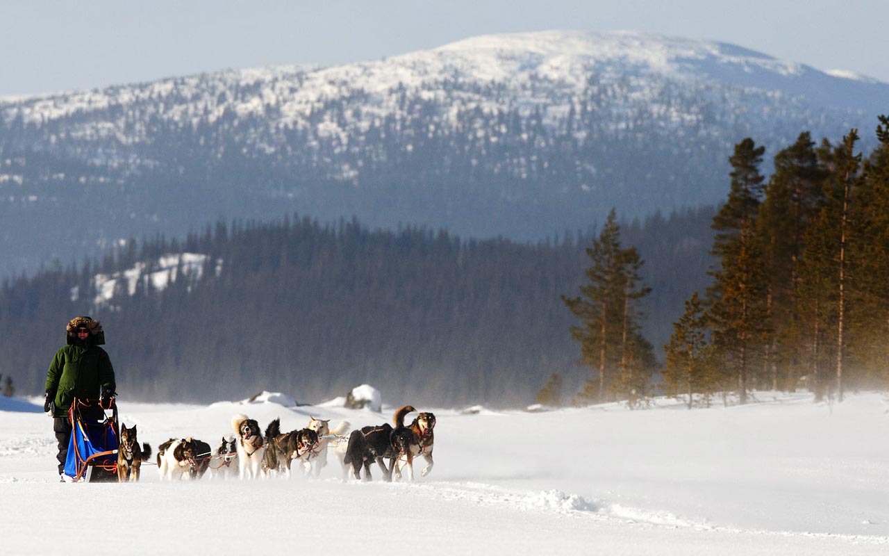 Lappland Huskysafari - Schweden. Hundeschlittentour mit Polarlicht
